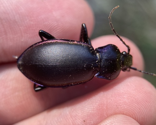 Carabus violaceus wolffii