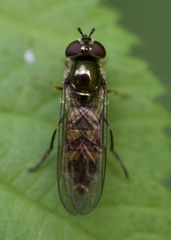 Platycheirus tarsalis