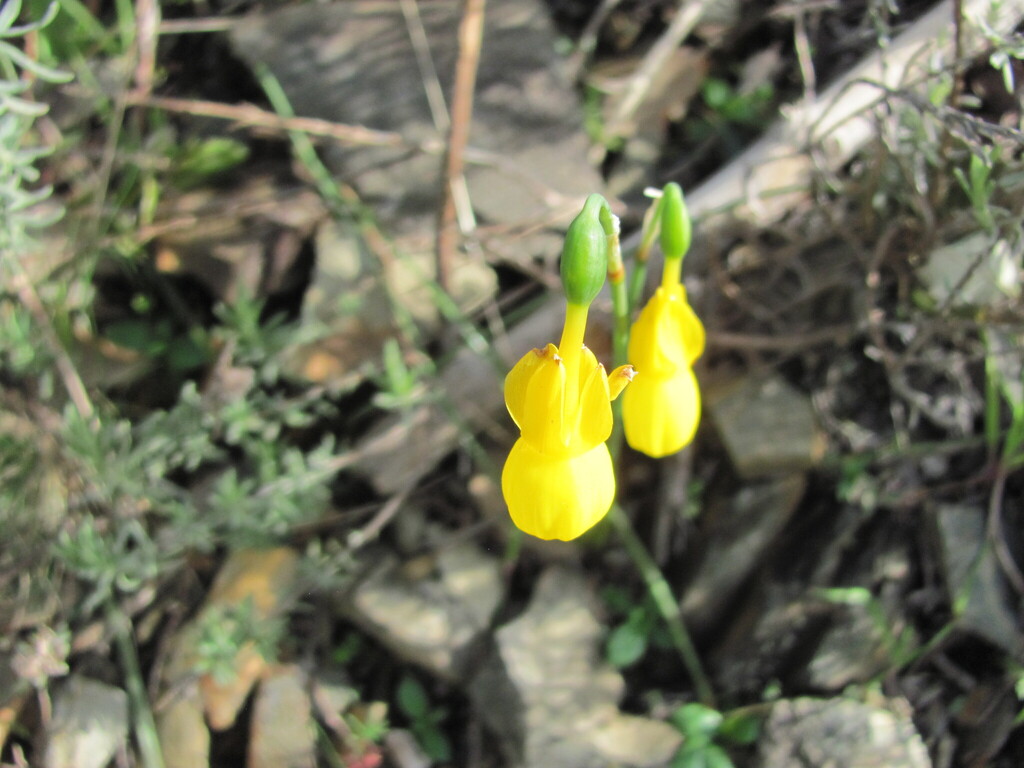 Narcissus triandrus (Narcissus triandrus)