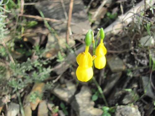 Narcissus triandrus (Narcissus triandrus)