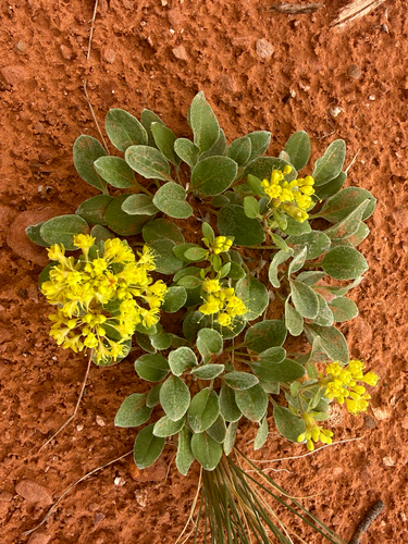 Curved Buckwheat