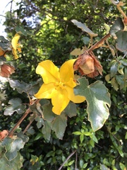 Fremontodendron californicum