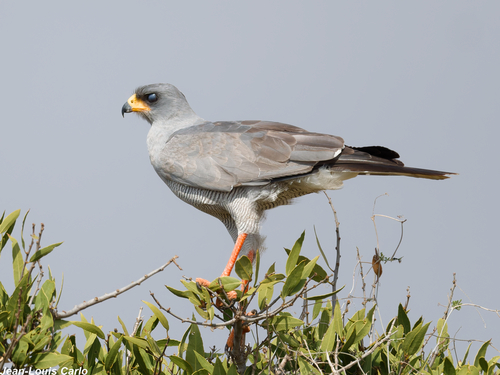Eastern Chanting-Goshawk