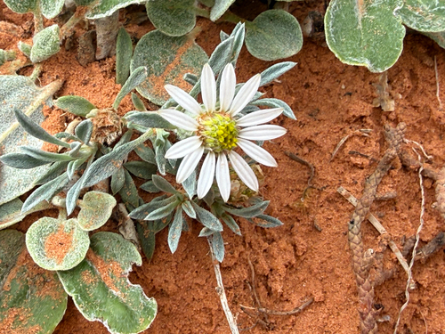 Hoary Townsend Daisy