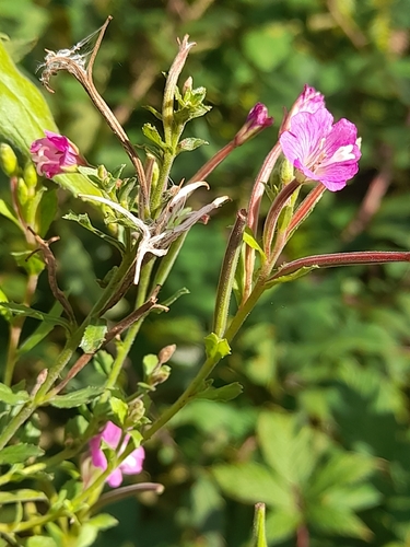 Great Willowherb