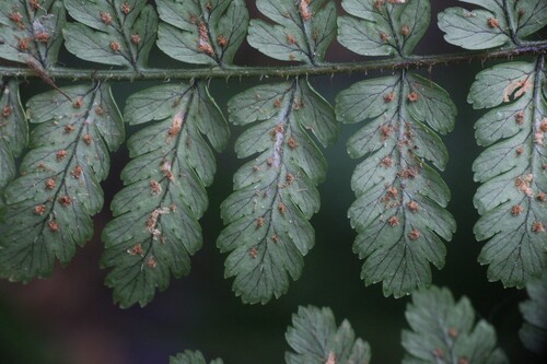 Dryopteris hendersonii observed 2026-08-31
