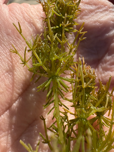 Chara hornemannii observed 2026-08-30