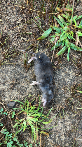 Northern Short-tailed Shrew observed by kaifrueh