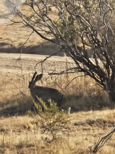 Black-tailed Jackrabbit observed by littleredpanda