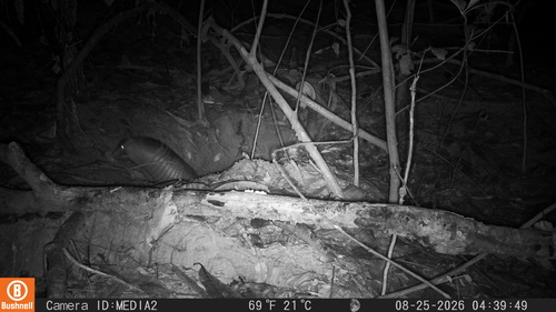 Armadillo de nueve bandas observed by nucleopalmeroaceitesmorichalsas