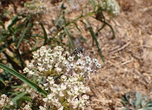 iNaturalist observation photo of Megachile
