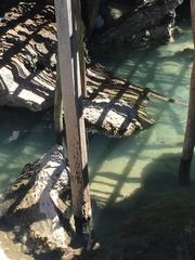 Varanus palawanensis