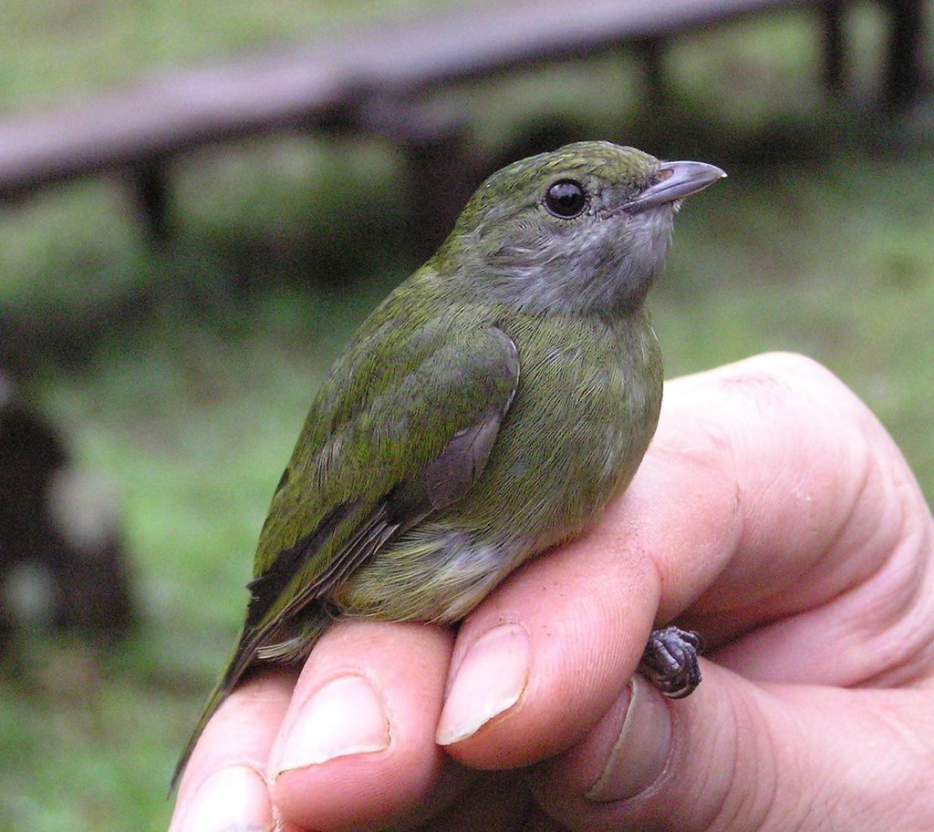 Saltarín Gorjiblanco Centroamericano, Corapipo altera