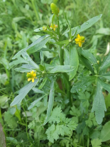 cursed crowfoot