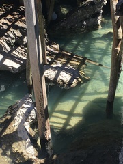 Varanus palawanensis