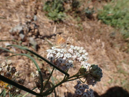 iNaturalist observation photo of Umber Skipper