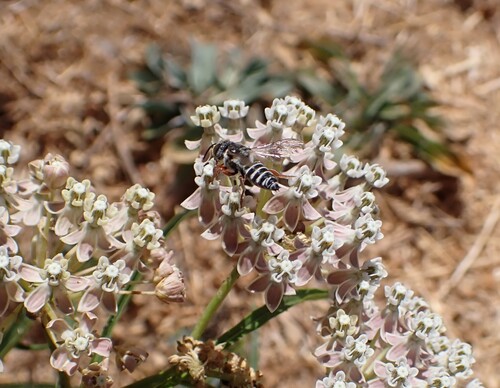 iNaturalist observation photo of Sharptail Bees