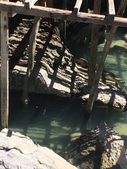 Varanus palawanensis