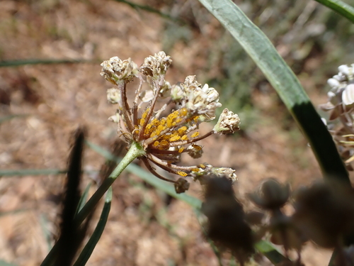 iNaturalist observation photo of Oleander Aphid