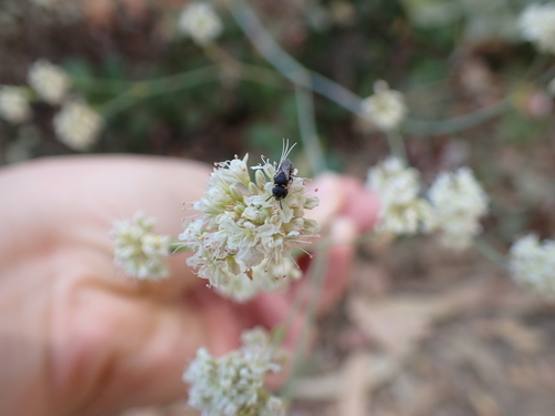 iNaturalist observation photo of Masked Bees