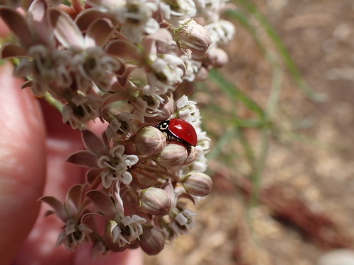 iNaturalist observation photo of Spotless Lady Beetle
