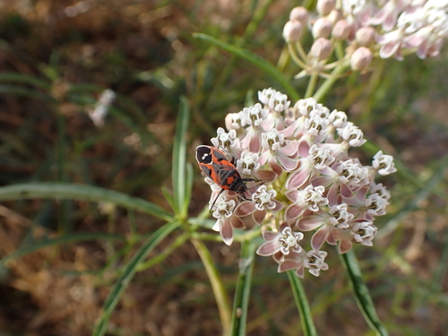 iNaturalist observation photo of Small Milkweed Bug