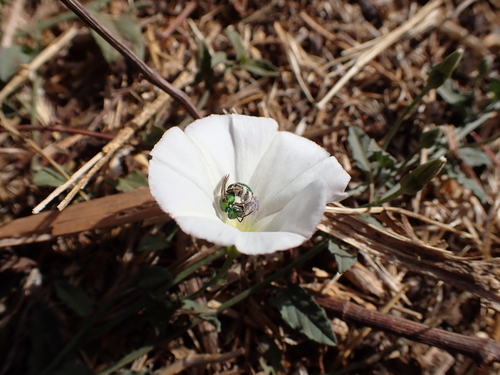 iNaturalist observation photo of Peridot Sweat Bee