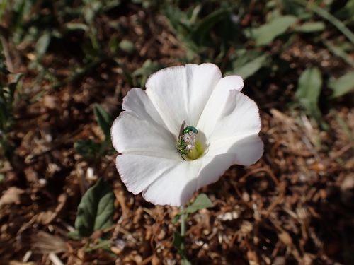 iNaturalist observation photo of Peridot Sweat Bee
