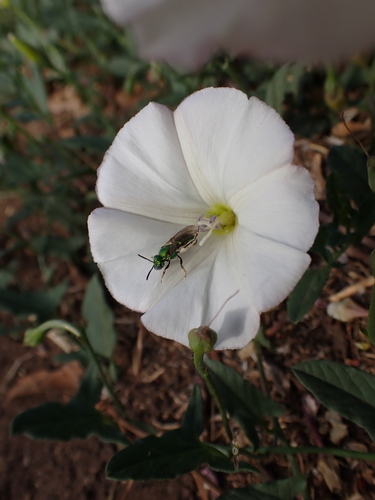 iNaturalist observation photo of Peridot Sweat Bee
