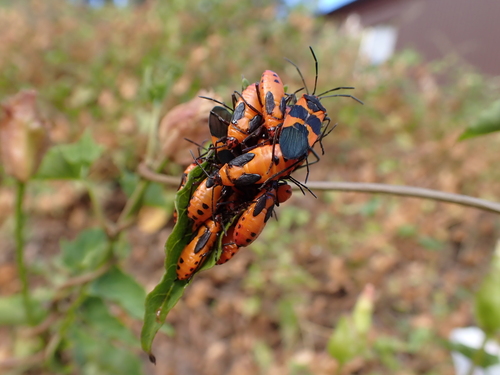 iNaturalist observation photo of Large Milkweed Bug