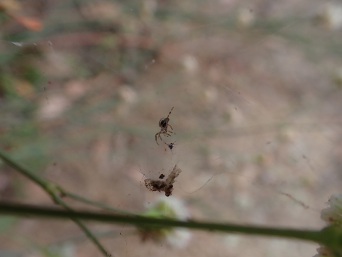 iNaturalist observation photo of Metepeira