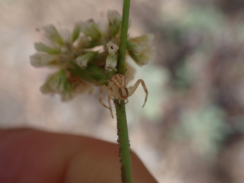 iNaturalist observation photo of Mecaphesa