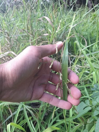 rice cutgrass