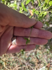 Metastelma barbigerum, photograph (c) Rachel, some rights reserved (CC BY)