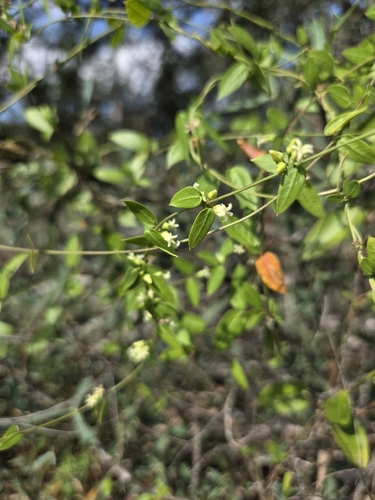 Metastelma barbigerum, photograph 5