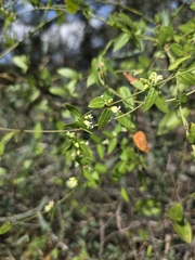 Metastelma barbigerum, photograph (c) Rachel, some rights reserved (CC BY)