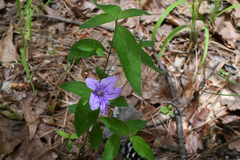 Ruellia pedunculata