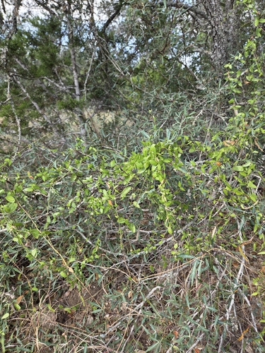 Metastelma barbigerum, photograph 6