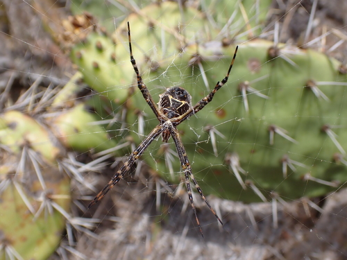 iNaturalist observation photo of Silver Garden Orbweaver
