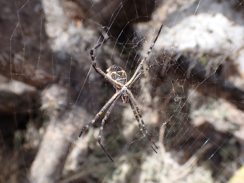 iNaturalist observation photo of Silver Garden Orbweaver