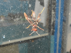 Polistes lanio