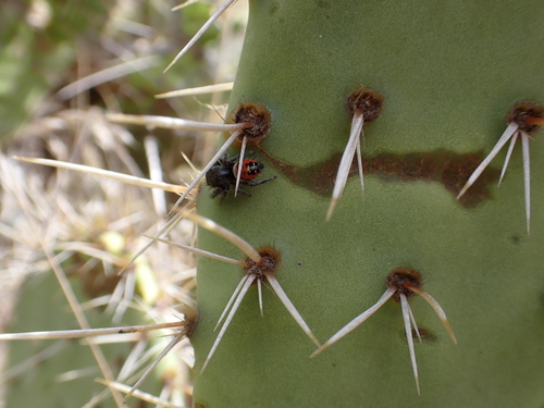 iNaturalist observation photo of Johnson's Jumping Spider