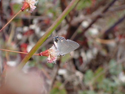 iNaturalist observation photo of Gray Hairstreak