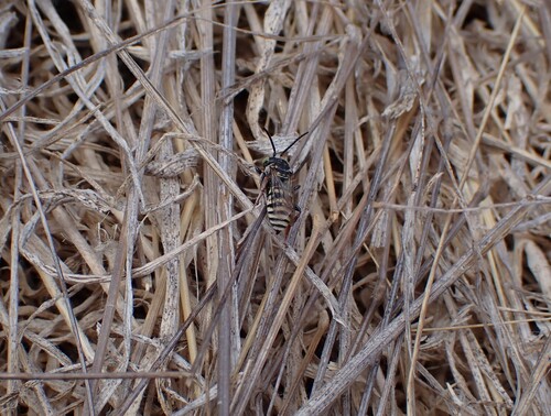 iNaturalist observation photo of Least Cellophane-cuckoo Bee