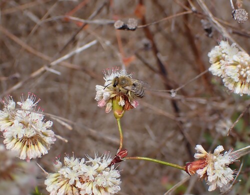 iNaturalist observation photo of Cellophane Bees