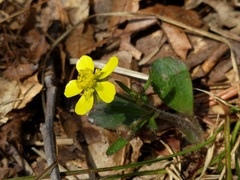 Ranunculus rhomboideus