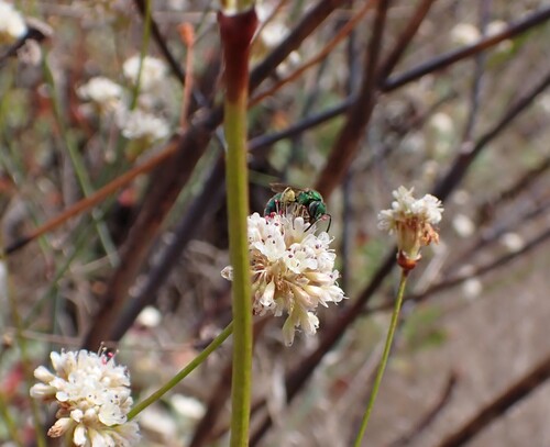 iNaturalist observation photo of Peridot Sweat Bee