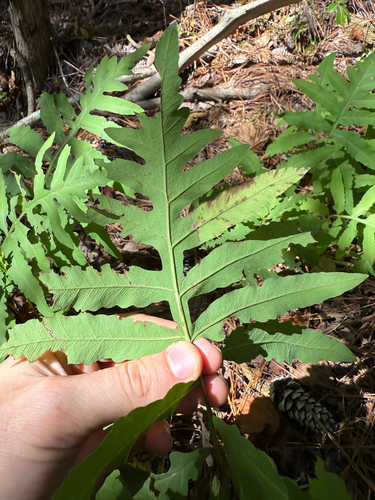 sensitive fern