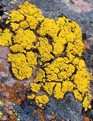 Chrysothrix granulosa