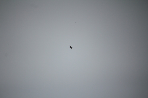 Changeable Hawk-Eagle